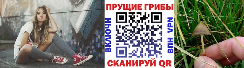 Галлюциногенные грибы прущие грибы закладки Чернушка